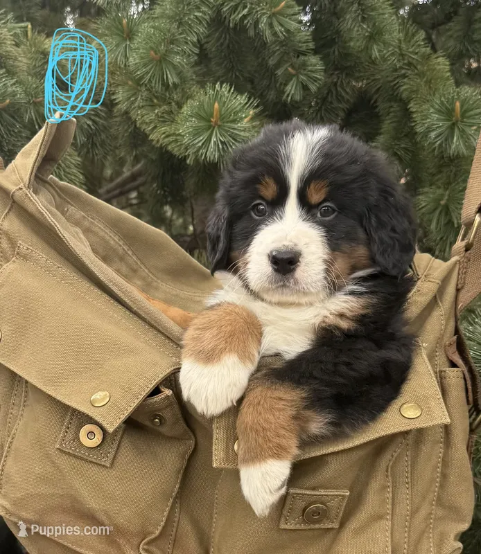 Blue Girl – Bernese Mountain Dog puppy for sale in Colorado Springs, CO