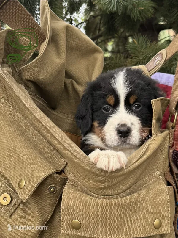 Green Boy – Bernese Mountain Dog puppy for sale in Colorado Springs, CO