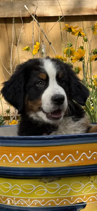 Pink Girl – Bernese Mountain Dog puppy for sale in Colorado Springs, CO