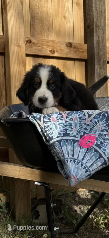 Pink Girl – Bernese Mountain Dog puppy for sale in Colorado Springs, CO