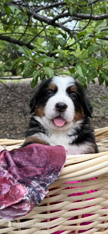 Pink Girl – Bernese Mountain Dog puppy for sale in Colorado Springs, CO