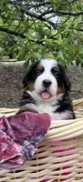 Pink Girl, a female Bernese Mountain Dog for sale in Colorado Springs, CO – 1 of 1