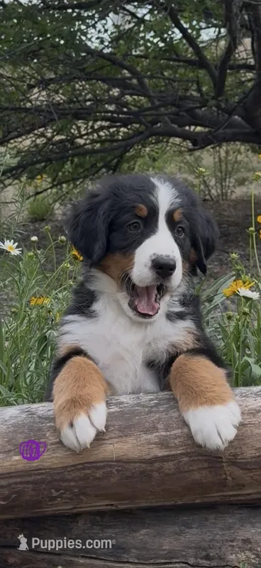 Purple Girl – Bernese Mountain Dog puppy for sale in Colorado Springs, CO