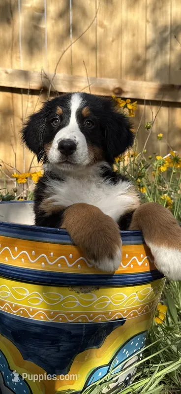 Purple Girl – Bernese Mountain Dog puppy for sale in Colorado Springs, CO