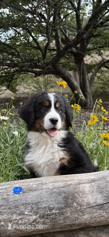 Blue Girl – Bernese Mountain Dog puppy for sale in Colorado Springs, CO