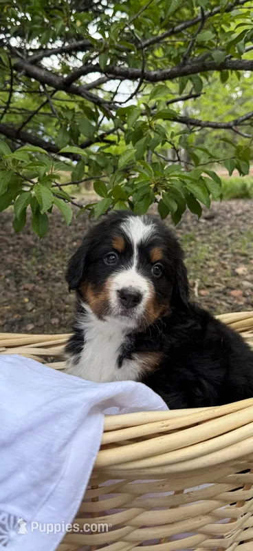 Black Girl – Bernese Mountain Dog puppy for sale in Colorado Springs, CO