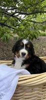 Black Girl, a female Bernese Mountain Dog for sale in Colorado Springs, CO – 1 of 1