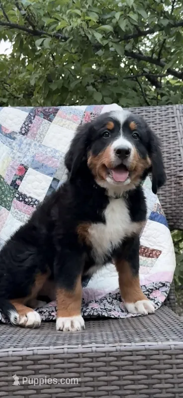 Black Girl – Bernese Mountain Dog puppy for sale in Colorado Springs, CO