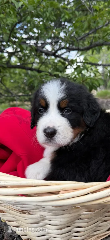 Red Boy – Bernese Mountain Dog puppy for sale in Colorado Springs, CO