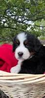 Red Boy, a male Bernese Mountain Dog for sale in Colorado Springs, CO – 1 of 1