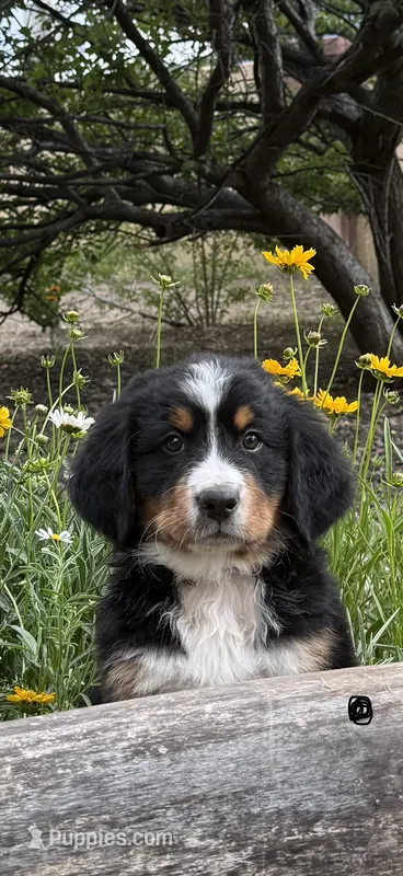 Black Girl – Bernese Mountain Dog puppy for sale in Colorado Springs, CO