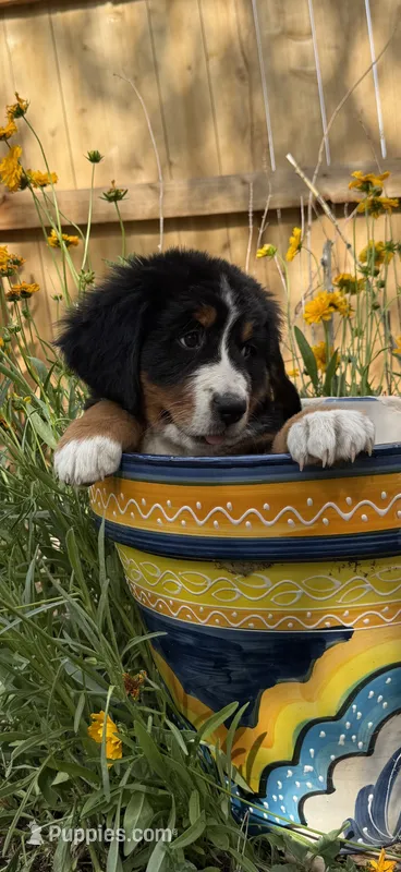 Yellow Girl – Bernese Mountain Dog puppy for sale in Colorado Springs, CO