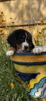 Yellow Girl, a female Bernese Mountain Dog for sale in Colorado Springs, CO – 1 of 5