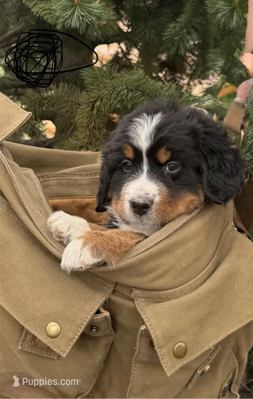 Black Girl – Bernese Mountain Dog puppy for sale in Colorado Springs, CO