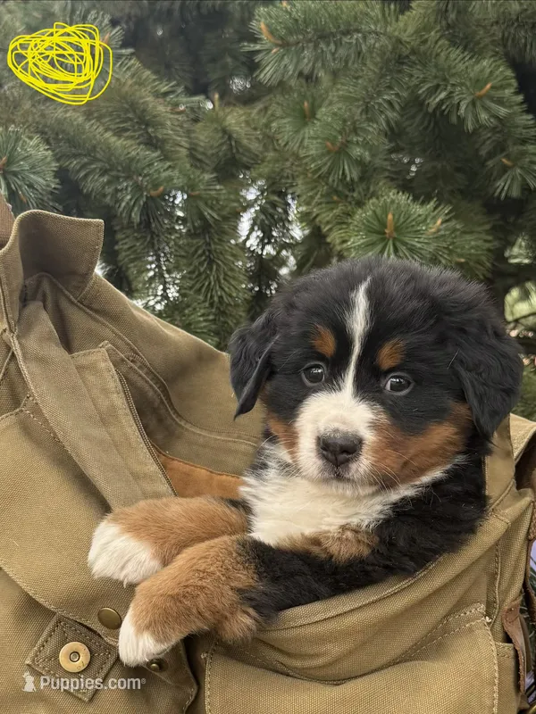 Yellow Girl – Bernese Mountain Dog puppy for sale in Colorado Springs, CO