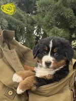 Yellow Girl, a female Bernese Mountain Dog for sale in Colorado Springs, CO – 4 of 5