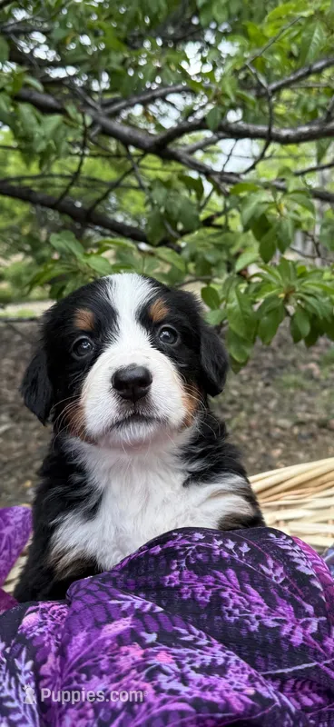Purple Girl – Bernese Mountain Dog puppy for sale in Colorado Springs, CO