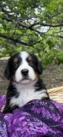 Purple Girl, a female Bernese Mountain Dog for sale in Colorado Springs, CO – 1 of 1