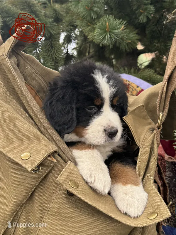 Red Boy – Bernese Mountain Dog puppy for sale in Colorado Springs, CO