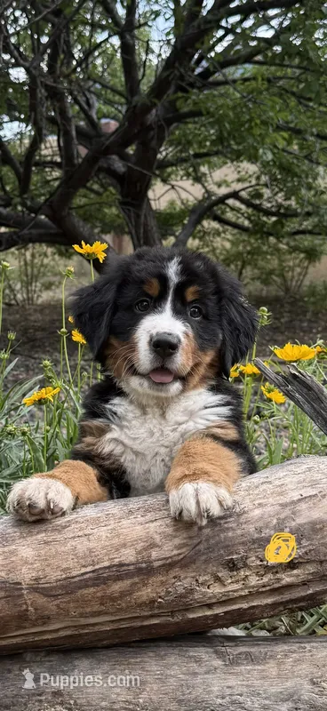 Yellow Girl – Bernese Mountain Dog puppy for sale in Colorado Springs, CO