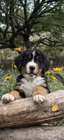 Yellow Girl, a female Bernese Mountain Dog for sale in Colorado Springs, CO – 2 of 5