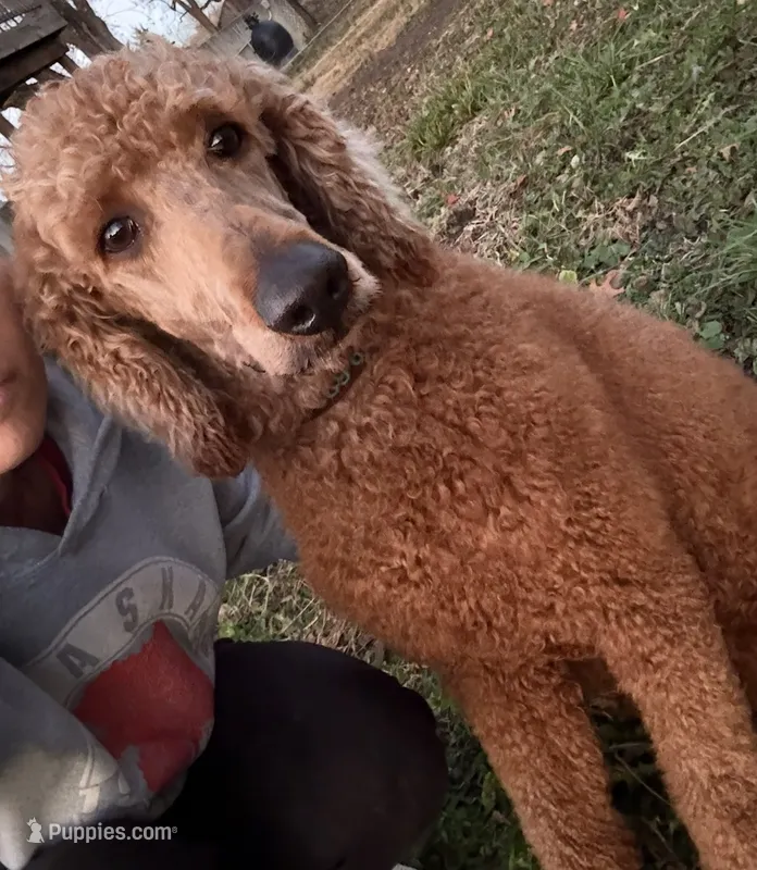 Rusty  – Poodle - Standard  puppy for sale in Kingsville, MO