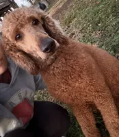 Rusty , a male Poodle - Standard  for sale in Kingsville, MO – 2 of 2