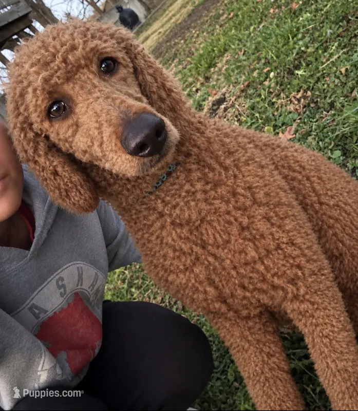 Rusty  – Poodle - Standard  puppy for sale in Kingsville, MO