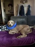 Banks, a male Goldendoodle for sale in Bel Air, MD – Photo 2 of 4