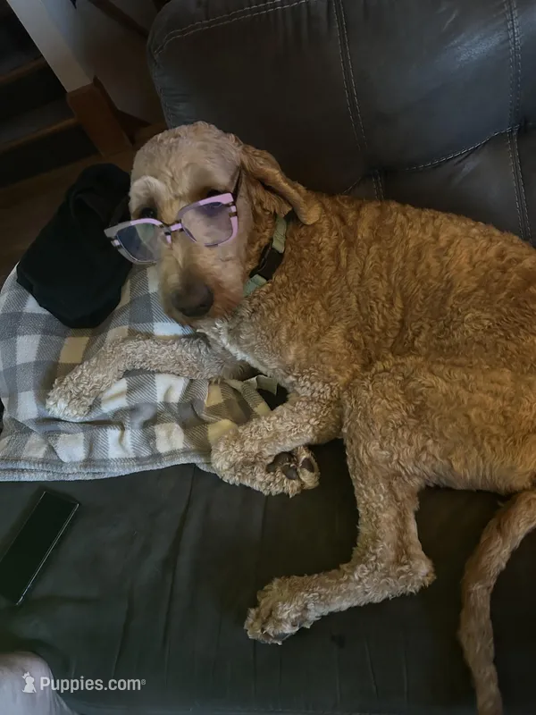 Banks – Goldendoodle puppy for sale in Bel Air, MD