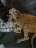 Banks, a male Goldendoodle for sale in Bel Air, MD – Photo 1 of 4