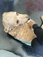 Banks, a male Goldendoodle for sale in Bel Air, MD – Photo 4 of 4