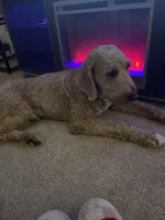 Banks, a male Goldendoodle for sale in Bel Air, MD – Photo 3 of 4