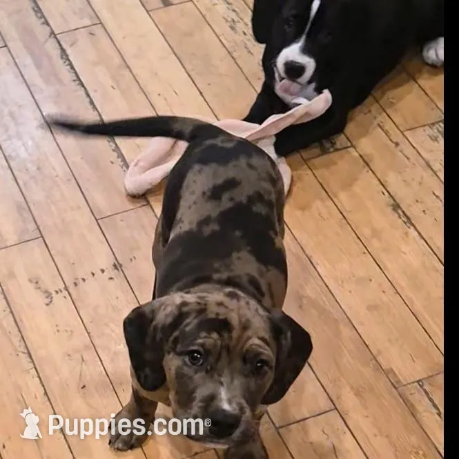 Winston, a male American Bully for sale in Marlton, NJ – Photo 2 of 3