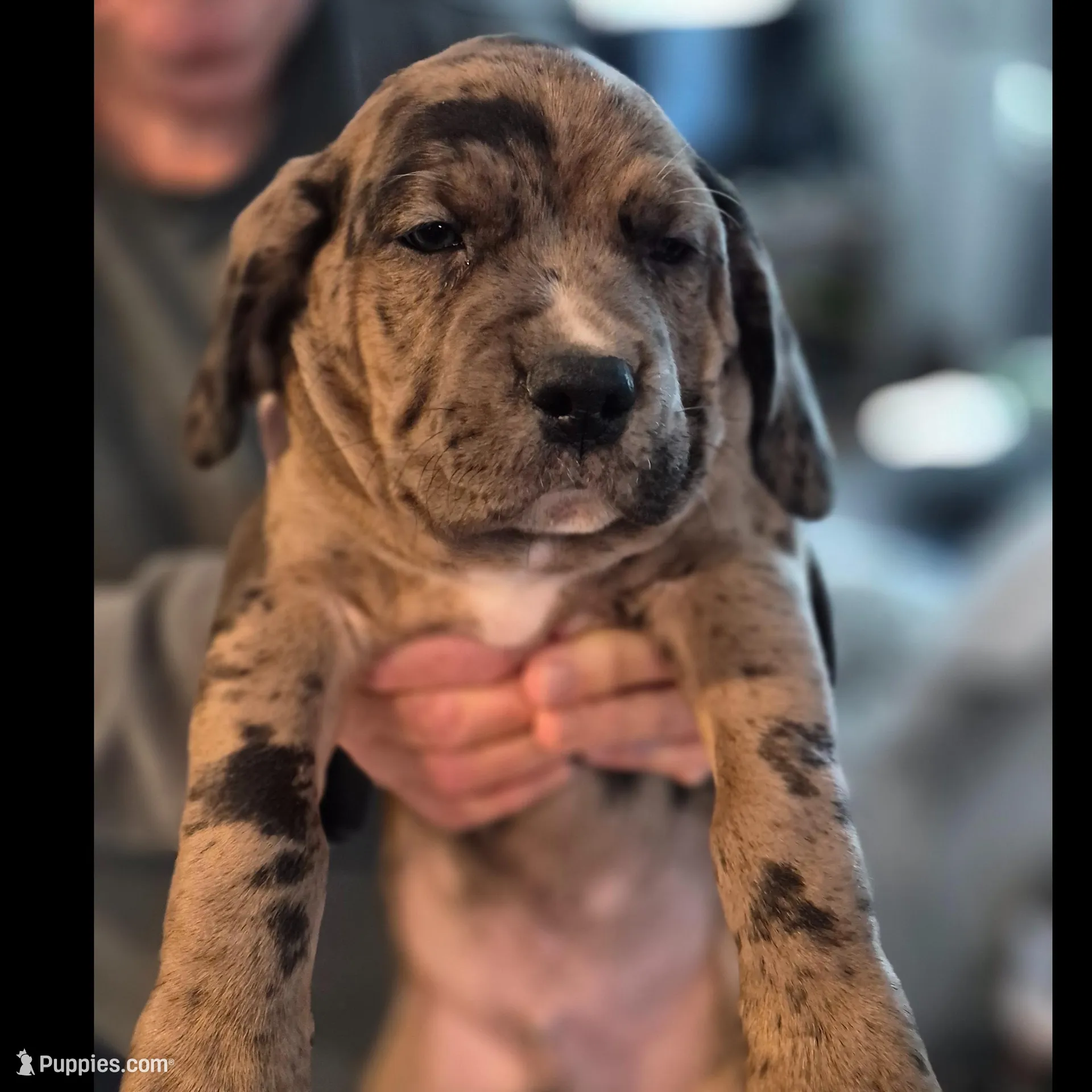 Winston, a male American Bully for sale in Marlton, NJ – Photo 3 of 3