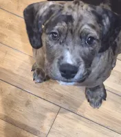 Winston, a male American Bully for sale in Marlton, NJ – Photo 1 of 3