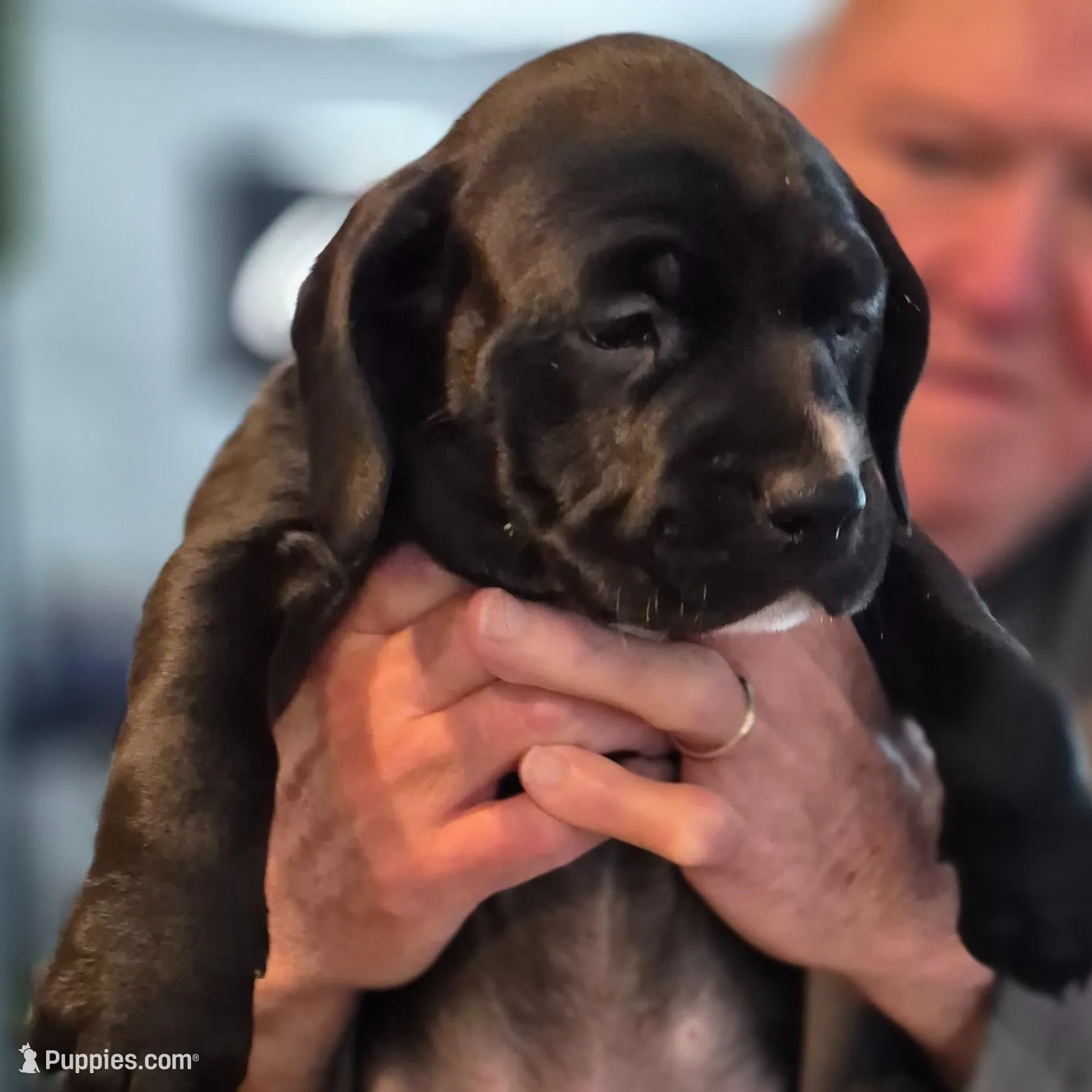 Lola, a female Cocker Spaniel for sale in Marlton, NJ – Photo 3 of 3
