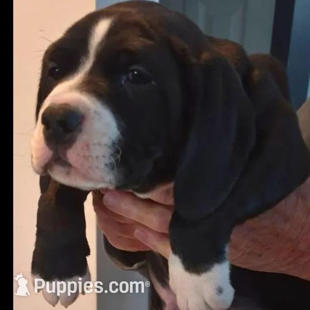 Charlie, a male American Bully for sale in Marlton, NJ – Photo 4 of 5