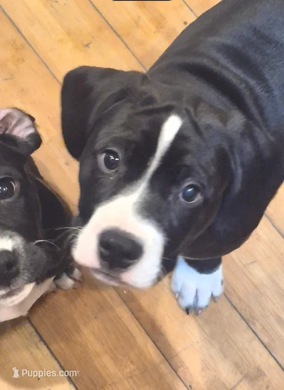 Charlie – American Bully puppy for sale in Marlton, NJ