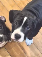 Charlie, a male American Bully for sale in Marlton, NJ – Photo 1 of 5