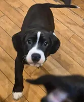 Charlie, a male American Bully for sale in Marlton, NJ – Photo 3 of 5