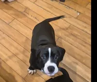 Charlie, a male American Bully for sale in Marlton, NJ – Photo 2 of 5