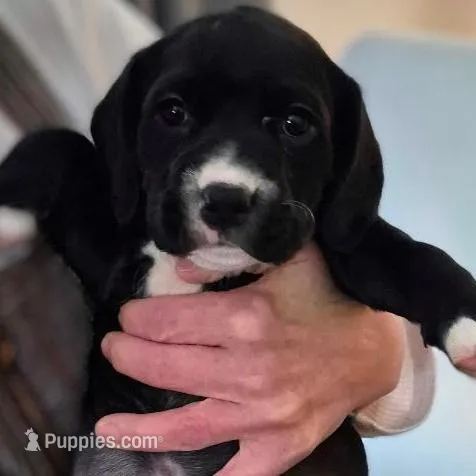 Charlie, a male American Bully for sale in Marlton, NJ – Photo 5 of 5