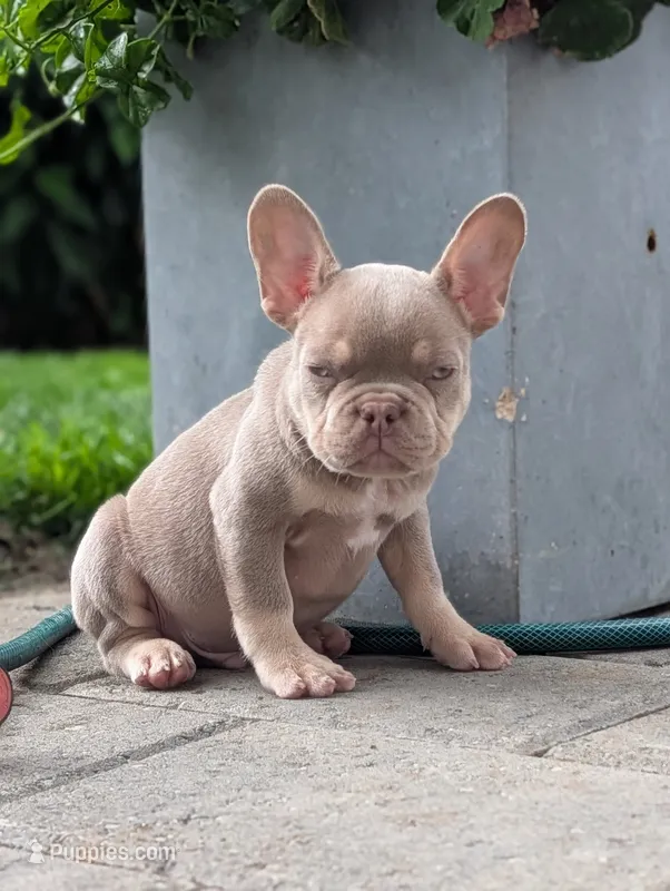 Guapo  – French Bulldog puppy for sale in Battle Ground, WA