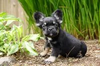 Presley , a male French Bulldog for sale in Battle Ground, WA – 9 of 10