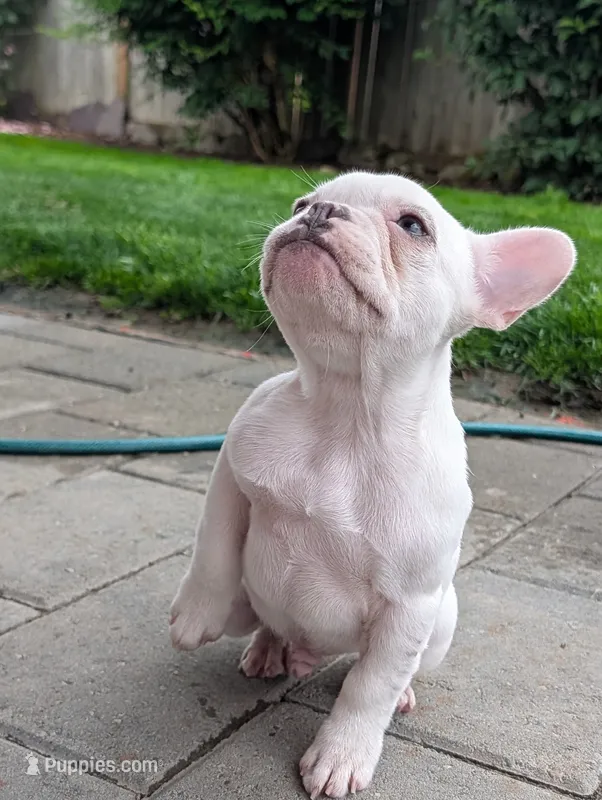 Polar – French Bulldog puppy for sale in Battle Ground, WA