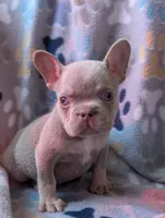Guapo , a male French Bulldog for sale in Battle Ground, WA – 6 of 8
