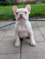 Polar, a male French Bulldog for sale in Battle Ground, WA – 5 of 5