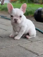 Polar, a male French Bulldog for sale in Battle Ground, WA – 4 of 5