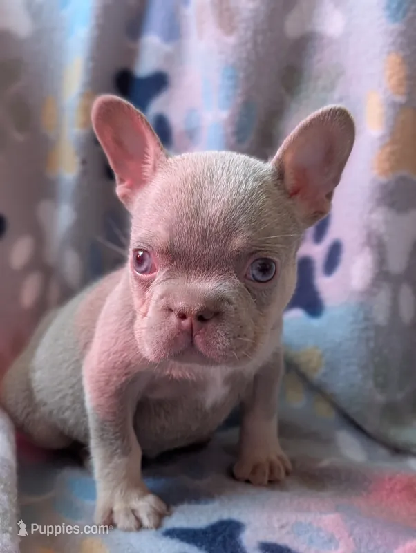 Guapo  – French Bulldog puppy for sale in Battle Ground, WA